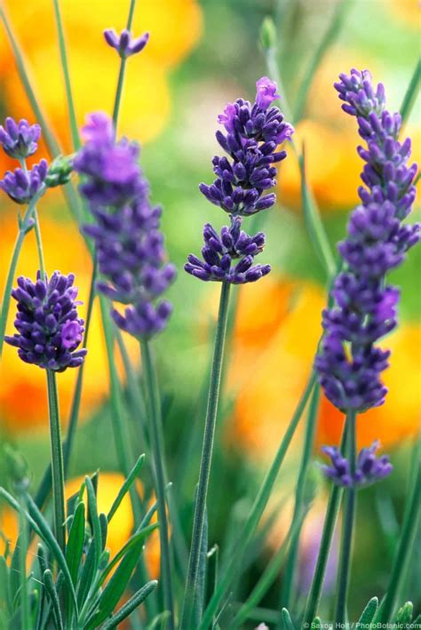 Lavender Images .